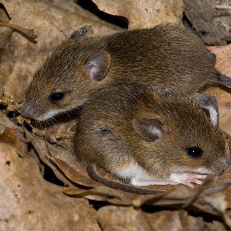 Уничтожения мышей в частном доме в Черновцах?