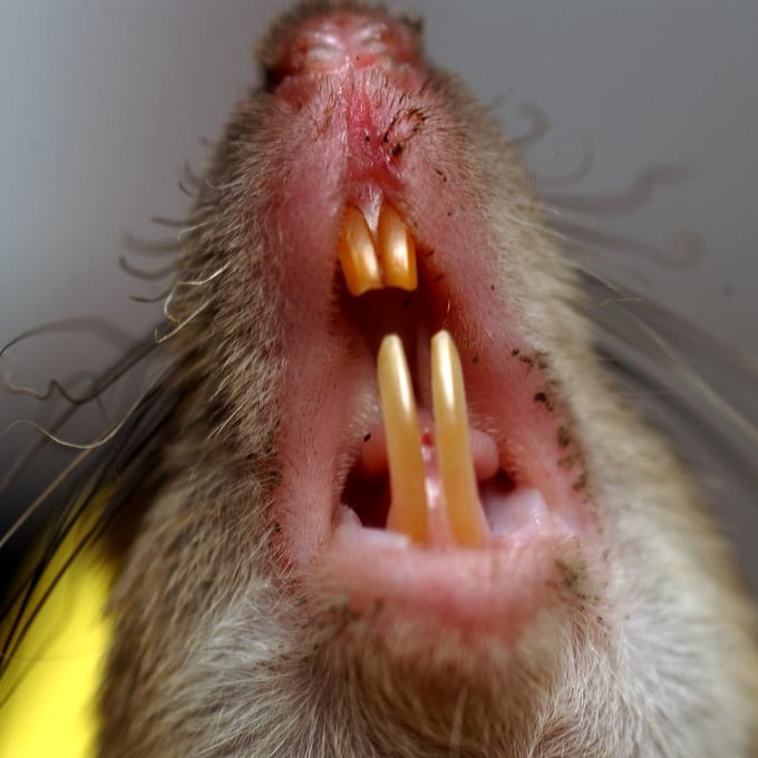 Дератизация крыс в Черновцах?